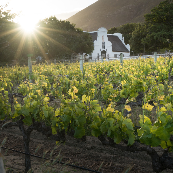 Groot Constantia Celebrates Women’s Contributions to Its Legacy
